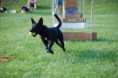 /album/flyball1/a3ajaflyball4-8-10-jpg1/